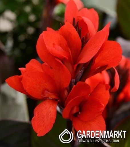 Canna - Kanna Paciorecznik Shining Scarlet 1 szt.