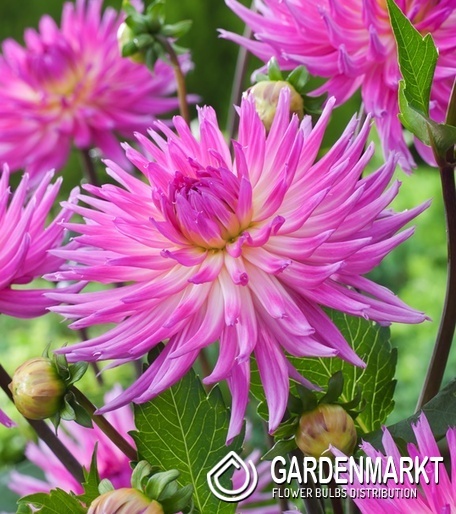Dahlia - Dalia Kaktusowa Orchid Princess 1 szt.