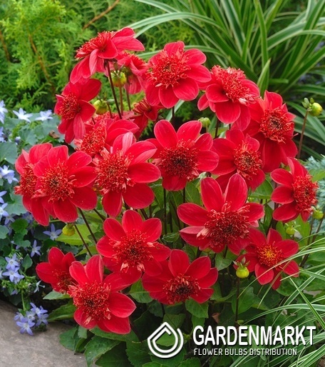 Dahlia - Dalia Anemonowa Inca 1 szt.