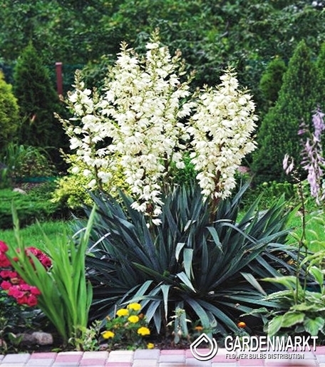 Yucca Filamentosa-Juka Karolińska1 szt.