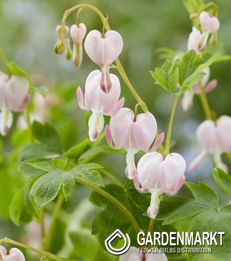 Dicentra Spectabilis - Serduszka Okazałe Cupid 1 szt.