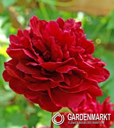 Paeonia - Piwonia Red Sarah Bernhardt 1 szt.