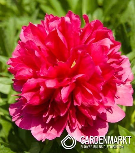 Paeonia - Piwonia Many Happy Returns 1 szt.