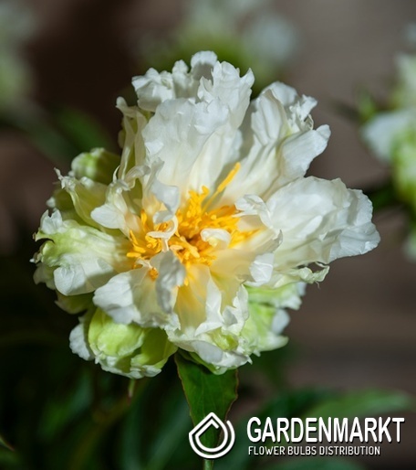 Paeonia - Piwonia Green Halo 1 szt.