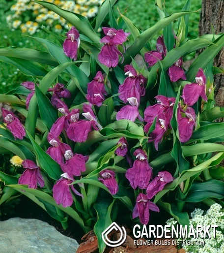 Roscoea - Roskea auriculata 1 szt.
