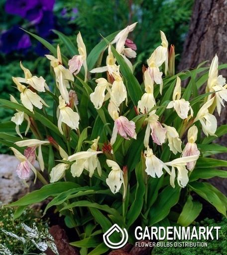 Roscoea - Roskea beesiana 1 szt.