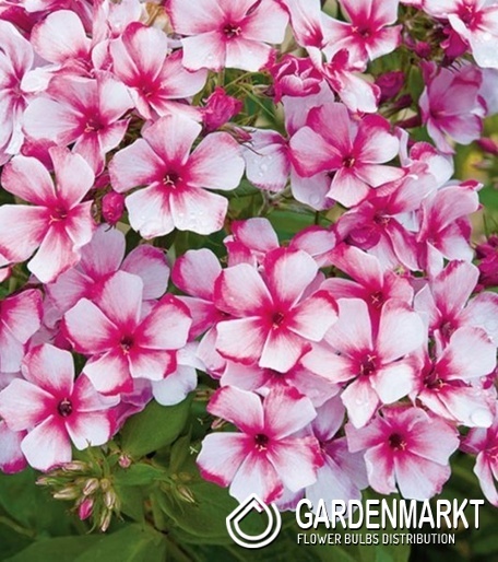 Phlox - Płomyk wiechowaty Neon Flare 1 szt.
