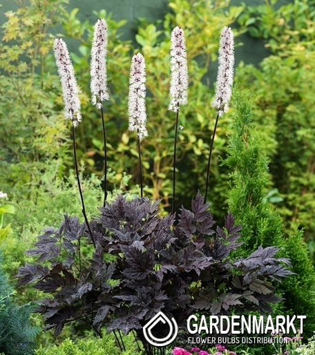 Actaea ramosa - Świecznica Pluskwica Chocoholic 1 szt.