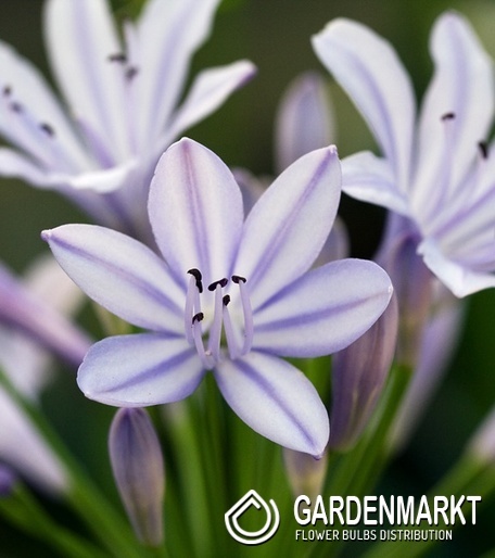 Agapanthus - Agapant Silberpfeil 1 szt.