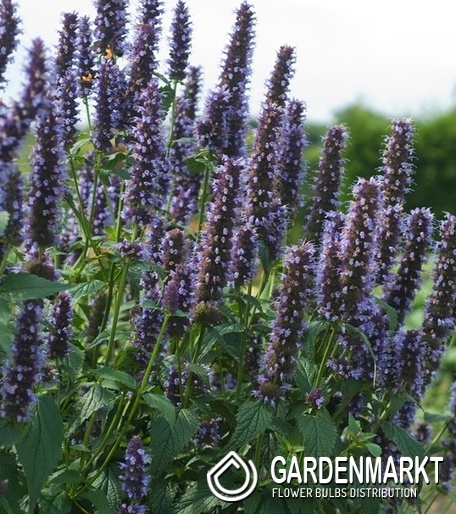 Agastache - Kłosowiec Black Adder 1 szt.