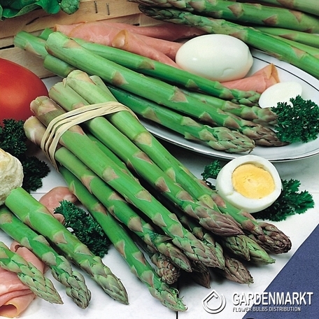 Asparagus Gijnlim 1 szt.