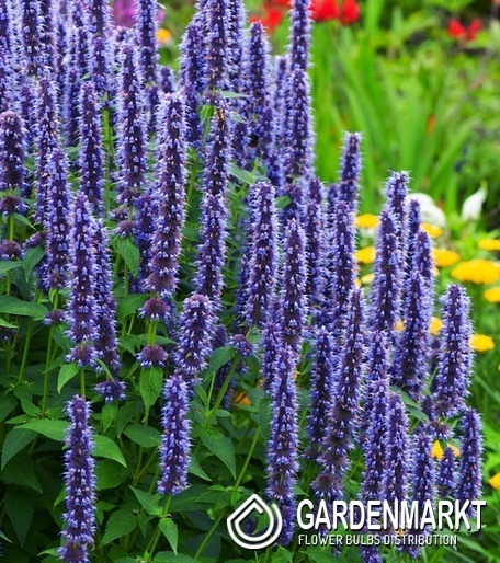 Agastache - Kłosowiec Blue Fortune 1 szt.