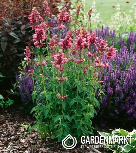 Agastache - Kłosowiec mexicana Red Fortune 1 szt.