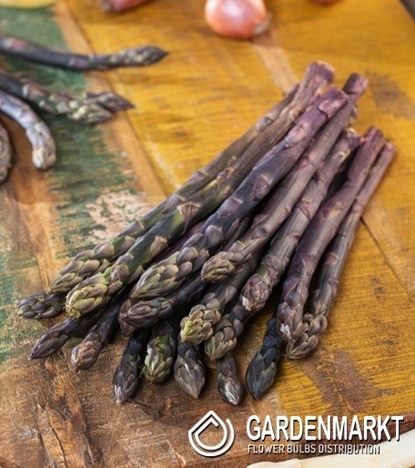 Asparagus - Szparag officinalis Erasmus 1 szt.