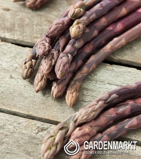 Asparagus - Szparag officinalis Pacific Purple 1 szt.