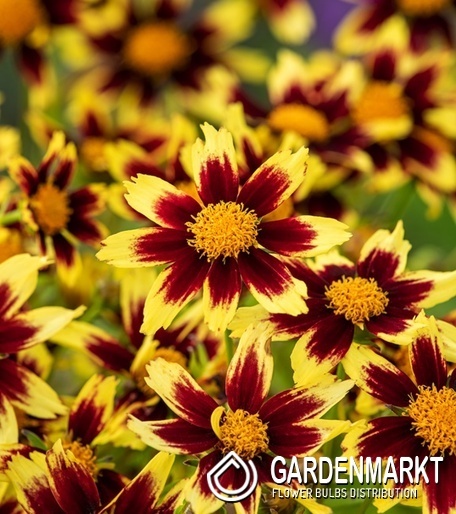 Coreopsis - Nachyłek grandiflora Solar Fancy 1 szt.