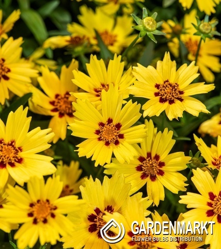 Coreopsis - Nachyłek grandiflora Solar Moon 1 szt.