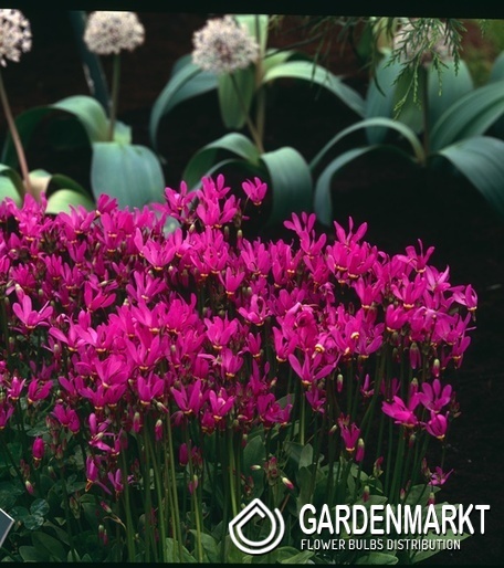 Dodecatheon - Dodekateon meadia Aphrodite 1 szt.