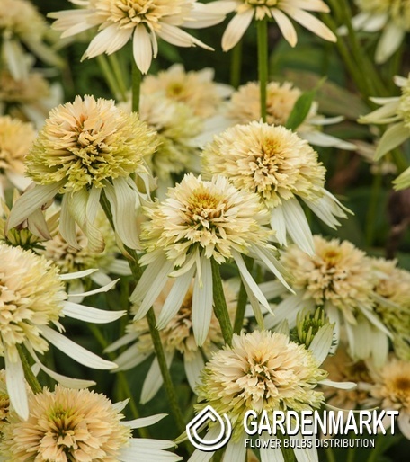 Echinacea - Jeżówka Eccentric Yellow 1 szt.
