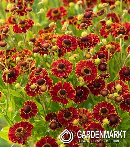 Helenium - Dzielżan Bandera 1 szt.