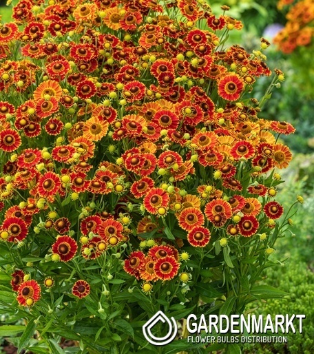 Helenium - Dzielżan Fuego 1 szt.