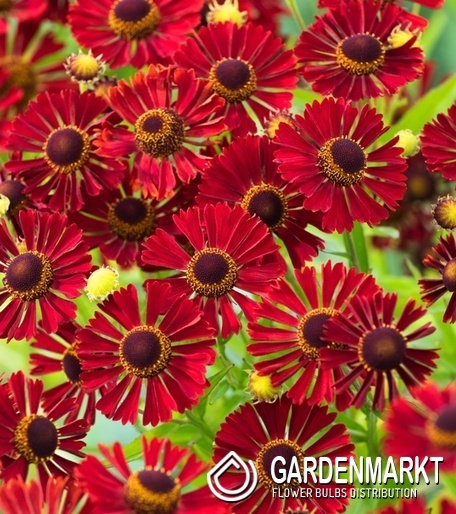 Helenium - Dzielżan Rubinzwerg 1 szt.