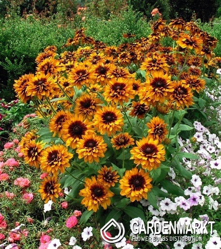 Rudbeckia - Rudbekia hirta Cherokee Sunset 1 szt.