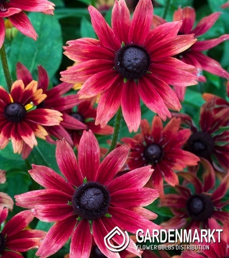 Rudbeckia - Rudbekia hirta Cherry Brandy 1 szt.