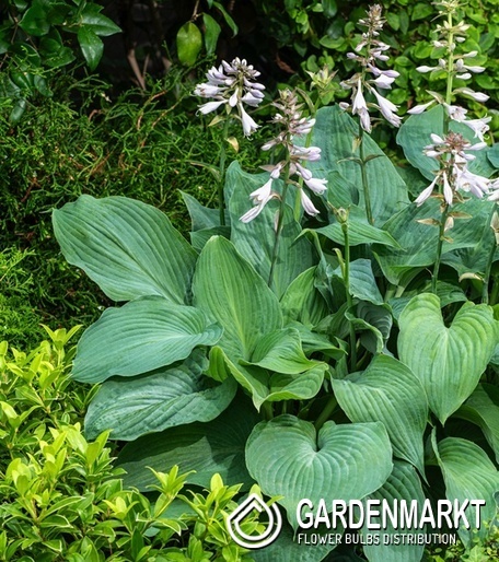 Hosta - Funkia Blue Mammoth 1 szt.