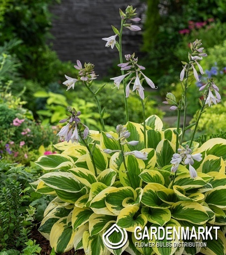 Hosta - Funkia Brim Cup 1 szt.