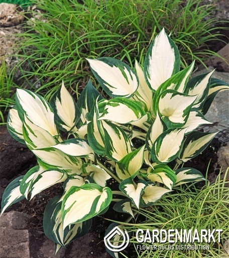 Hosta - Funkia Fire and Ice 1 szt.