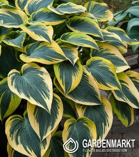 Hosta - Funkia First Frost 1 szt.