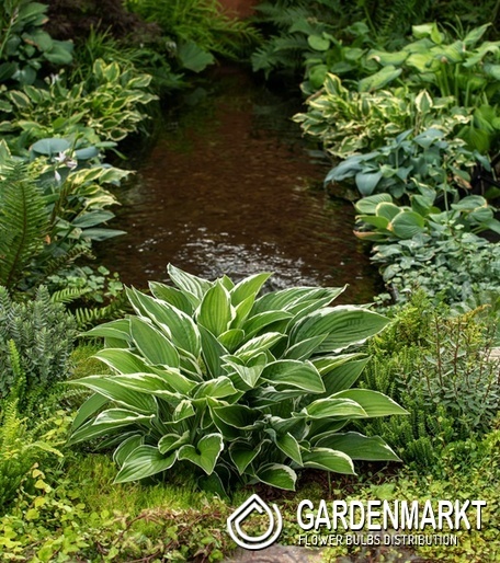 Hosta - Funkia Francee 1 szt.