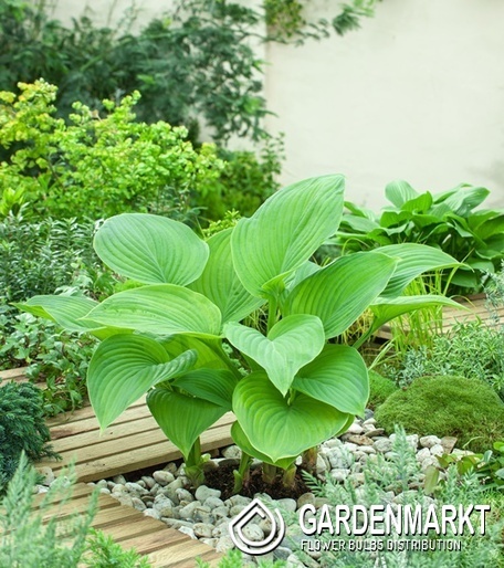 Hosta - Funkia Guacamole 1 szt.