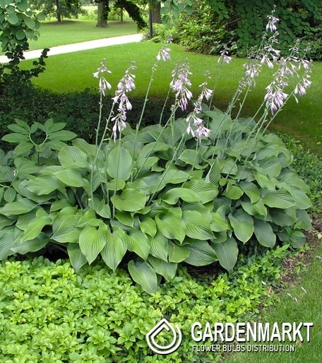 Hosta - Funkia Krossa Regal 1 szt.