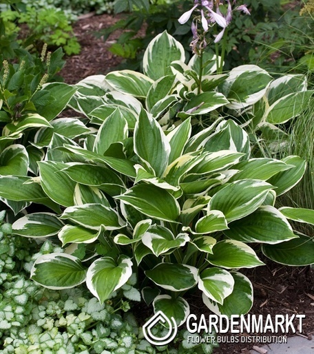 Hosta - Funkia Love Pat 1 szt.