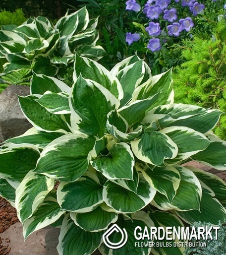 Hosta - Funkia Minuteman 1 szt.