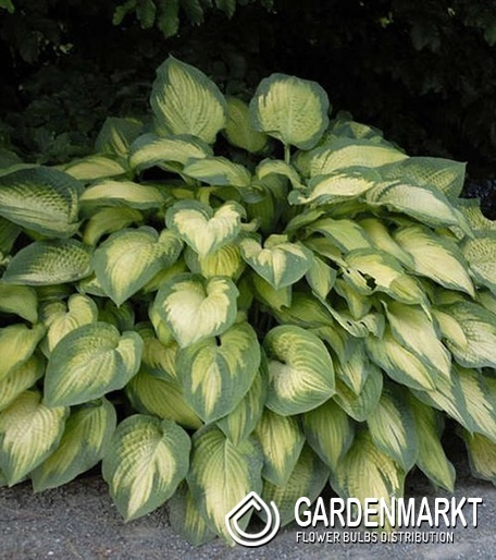 Hosta - Funkia Pauls Glory 1 szt.