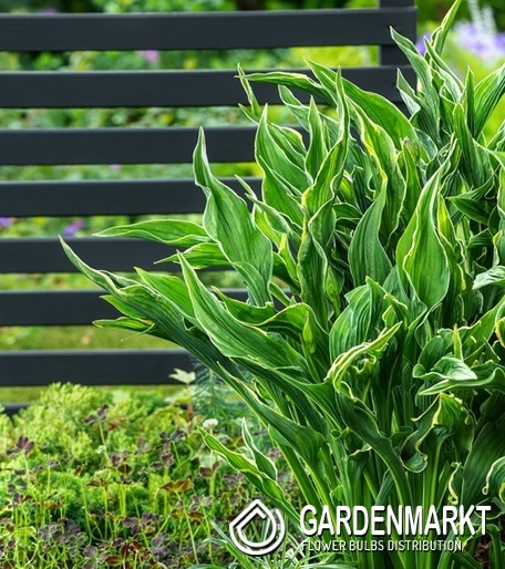 Hosta - Funkia Praying Hands 1 szt.