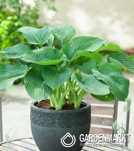 Hosta - Funkia Siboldiana Elegans 1 szt.