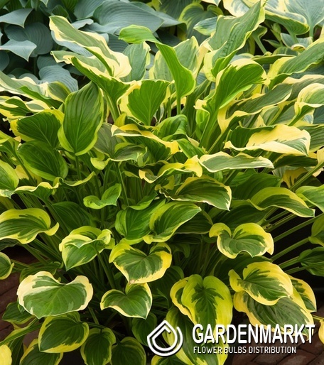 Hosta - Funkia So Sweet 1 szt.
