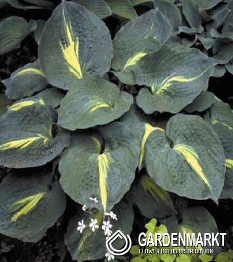Hosta - Funkia Thunderbolt 1 szt.