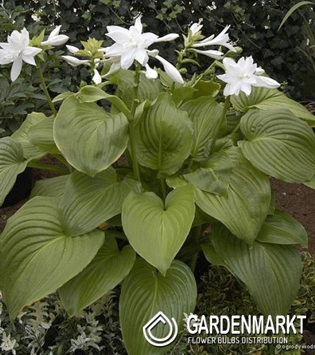 Hosta - Funkia Venus 1 szt.