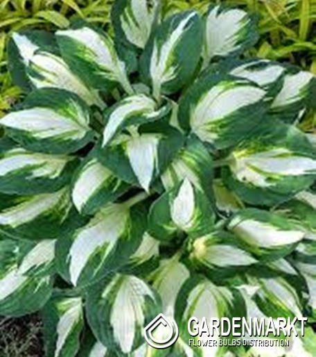 Hosta - Funkia Vulcan 1 szt.