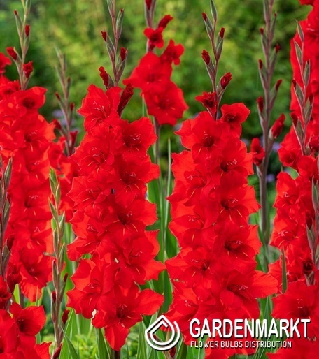 Gladiolus - Mieczyk Wielkokwiatowy Roma 5 szt.
