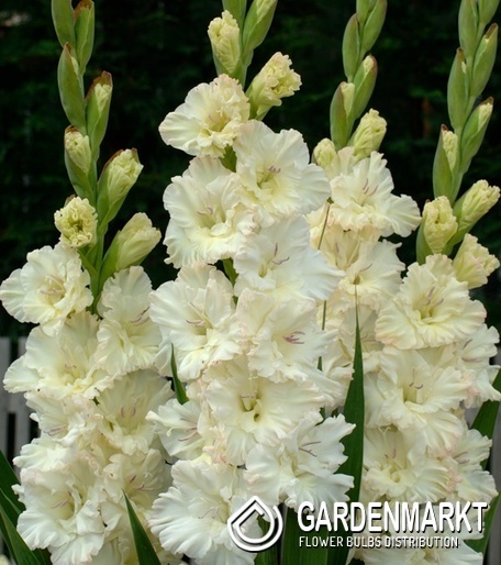 Gladiolus - Mieczyk Wielkokwiatowy Sweet Crystal 5 szt.