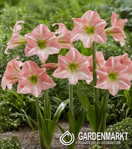 Hippeastrum - Amarylis Sweet Dreams 1 szt.
