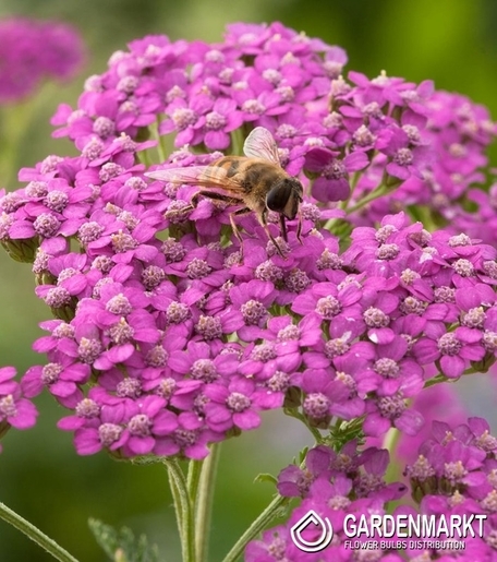 Achillea - Krwawnik Lilac Beauty 1 szt.