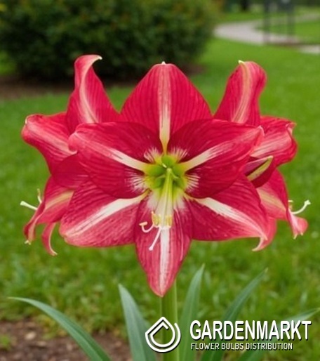 Hippeastrum - Amarylis Striped Beauty 1 szt.