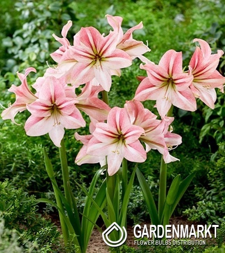 Hippeastrum - Amarylis Riverdance 1 szt.